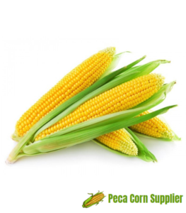 Yellow Corn