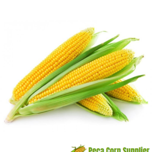 Yellow Corn